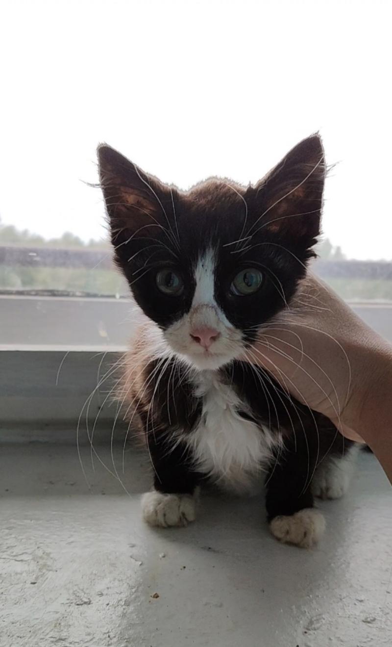 Крошечка Мия ищет дом. «Котопес» пристраивает маленькую кошечку
