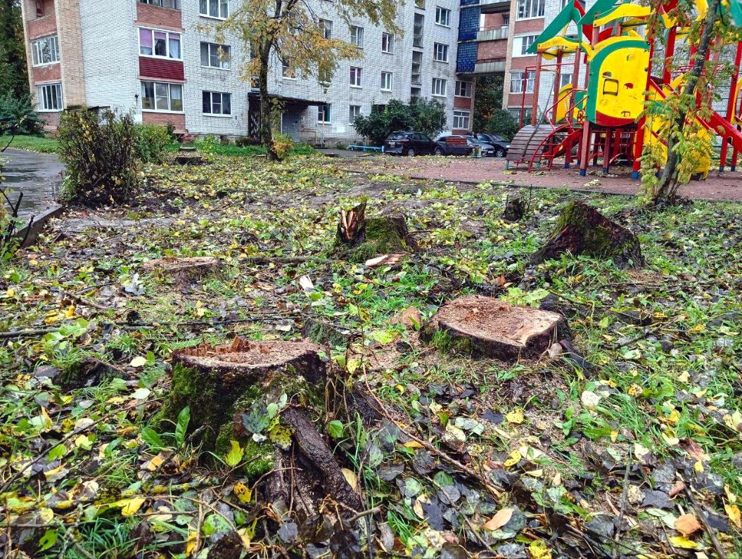 Деревья старые и новые. Зачем в сосновоборских дворах и скверах спиливают деревья