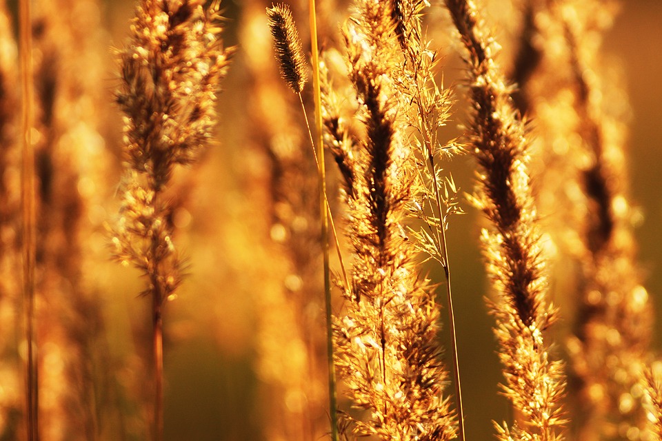 Фото: Pixabay