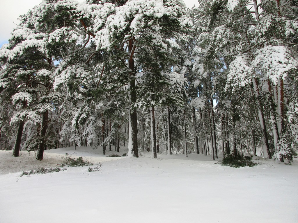 Какой будет погода в январе в России, Москве и Московской области