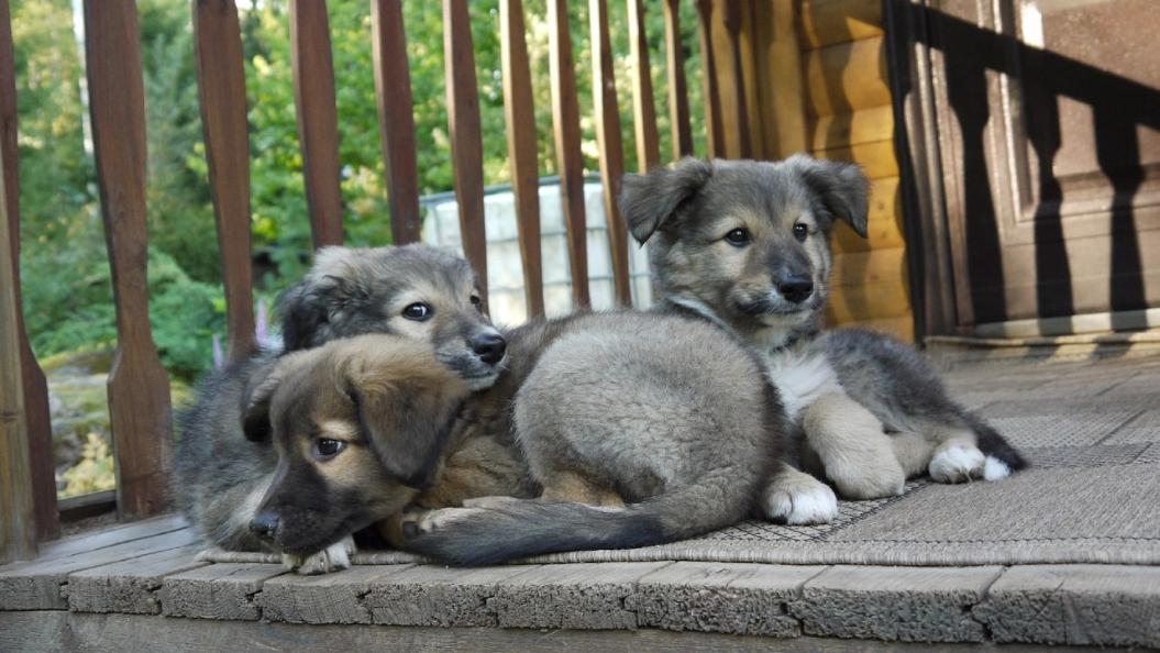 «Котопёс» ищет хозяев пятерым трехмесячным щенкам