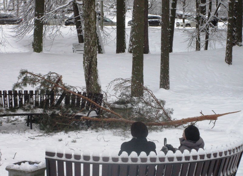 Сломавшаяся от тяжести снега ветка обрушилась на скамейку в Сосновом Бору