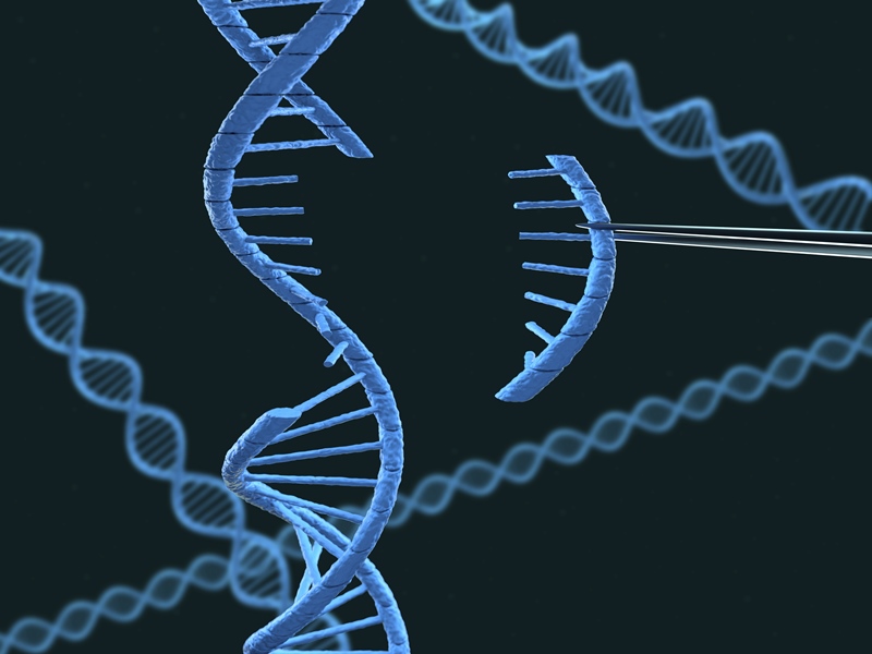 Открыта удивительная способность "прыгающих генов" стабилизировать структуру ДНК