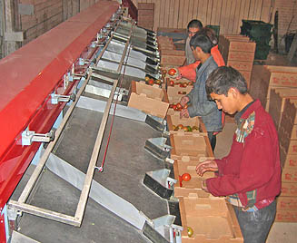 На предприятии введена в строй линия по сортировке томатов. (Фото Виктора Поповичева)