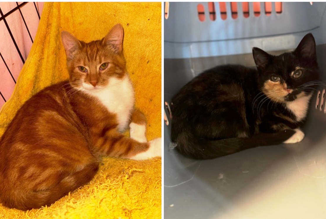 Рыжий красавчик и его фантастическая сестричка ищут теплый дом