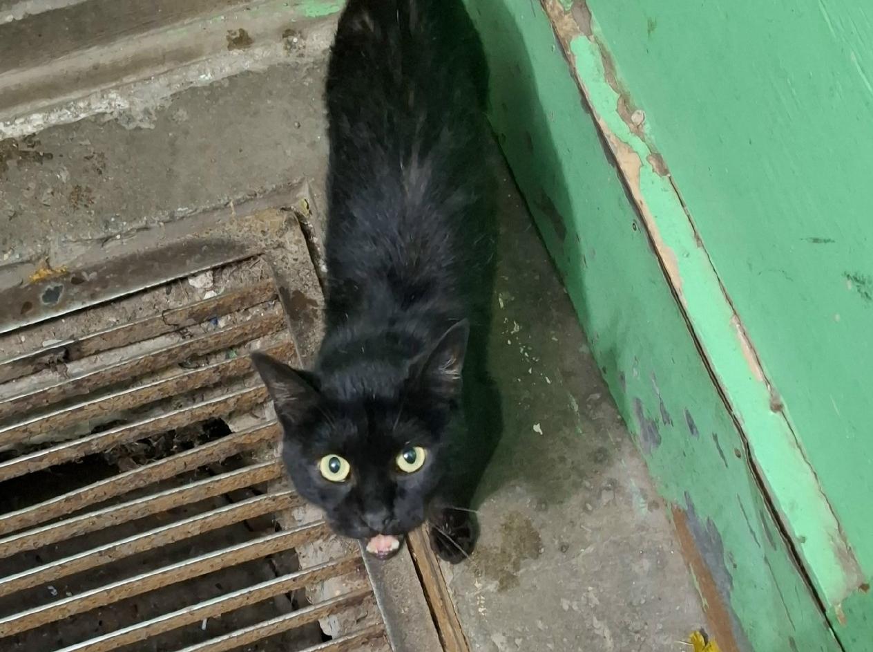 «Чёрные кошки приносят счастье»: кошечка из подъезда ищет хозяев