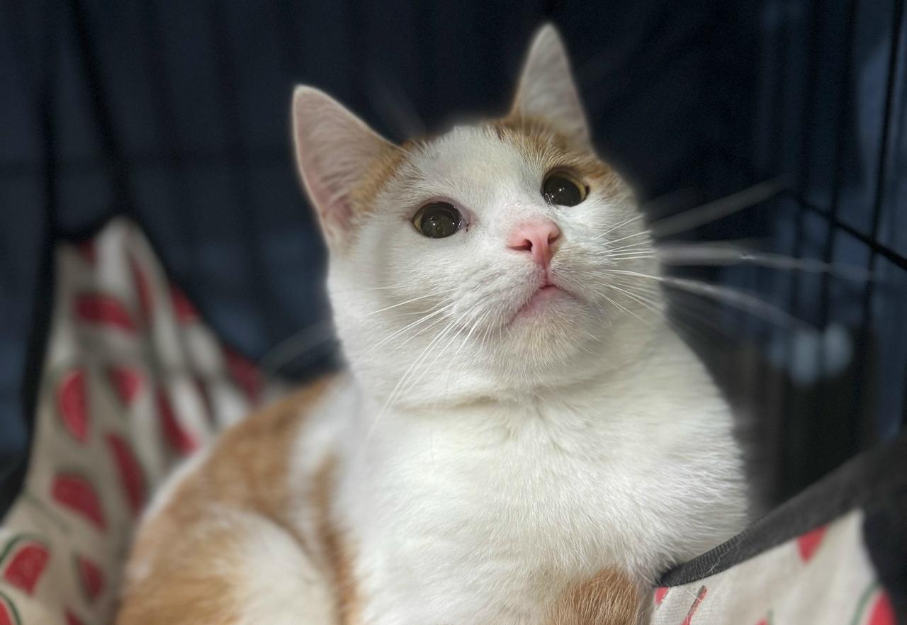 Дружелюбный котик очень хочет найти семью