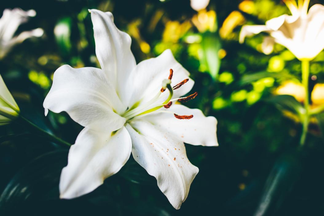 Фото: Unsplash