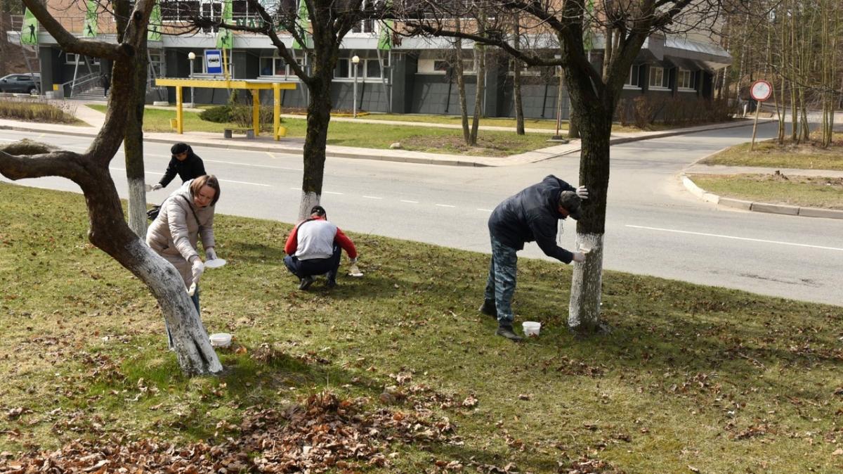 Сотрудники сосновоборской администрации побелили более 1000 деревьев /  Маяк. Сосновый Бор. Ленобласть.