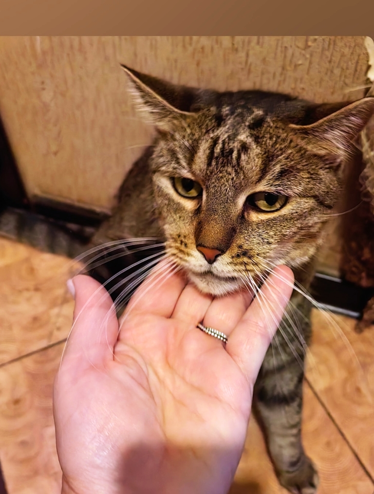 Ласковый полосатый джентльмен верит и ждёт