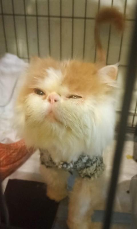 «Котопёс» ищет родной дом ласковому персу Лёвушке