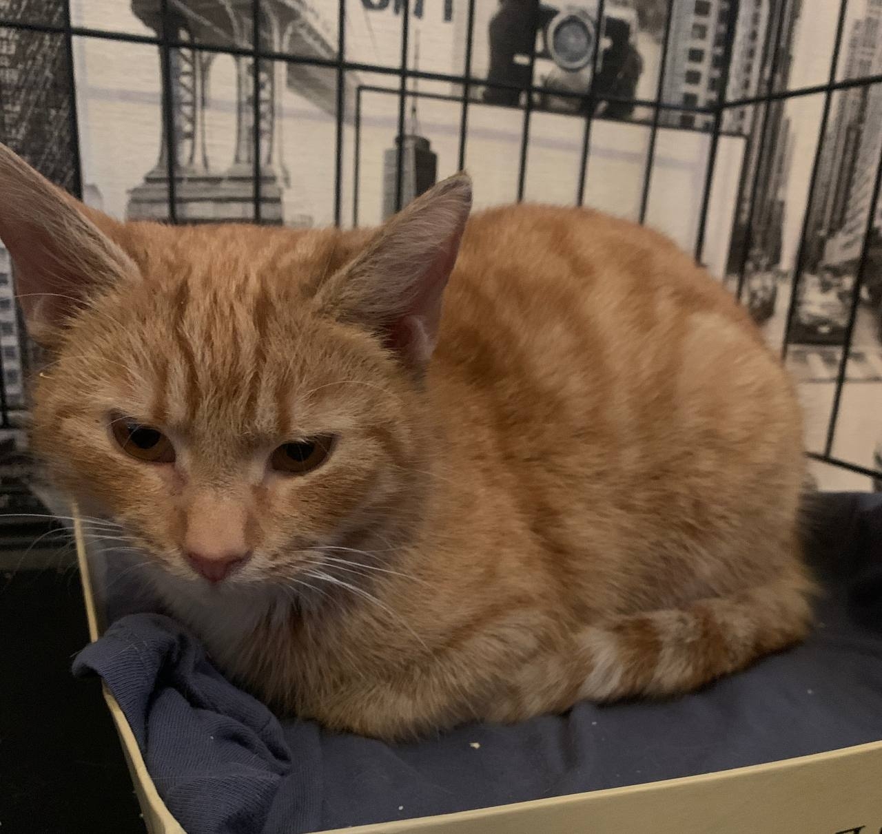 Рыжая кошечка ищет свою семью