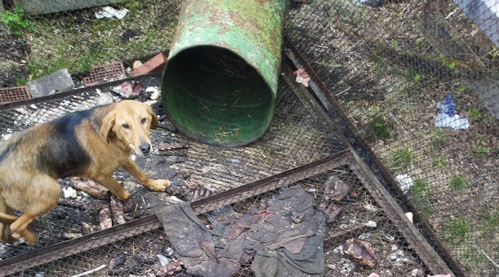 В Сосновом Бору пытаются спасти собаку, живущую в железной бочке вместо конуры