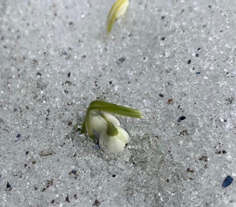  В Ленинградской области фотографы сняли  цветущие в снегу подснежники
