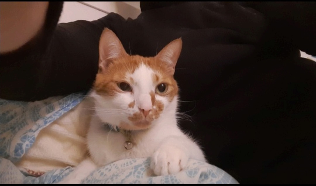 Чудесный котик, который знает команды, ищет любящую семью