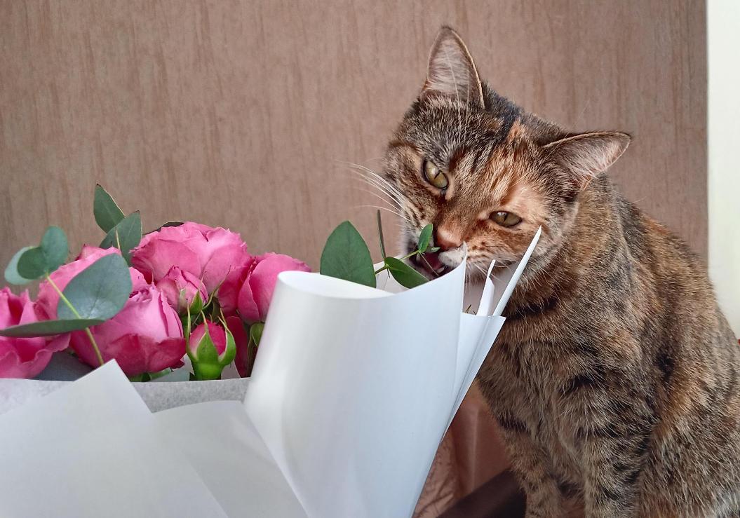Какие цветы нельзя дарить на 8 марта, если в доме есть кошка