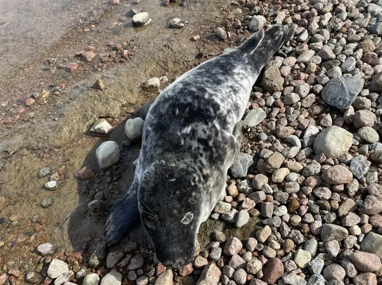 Фото Спасение тюленей 699-23-99/ВК