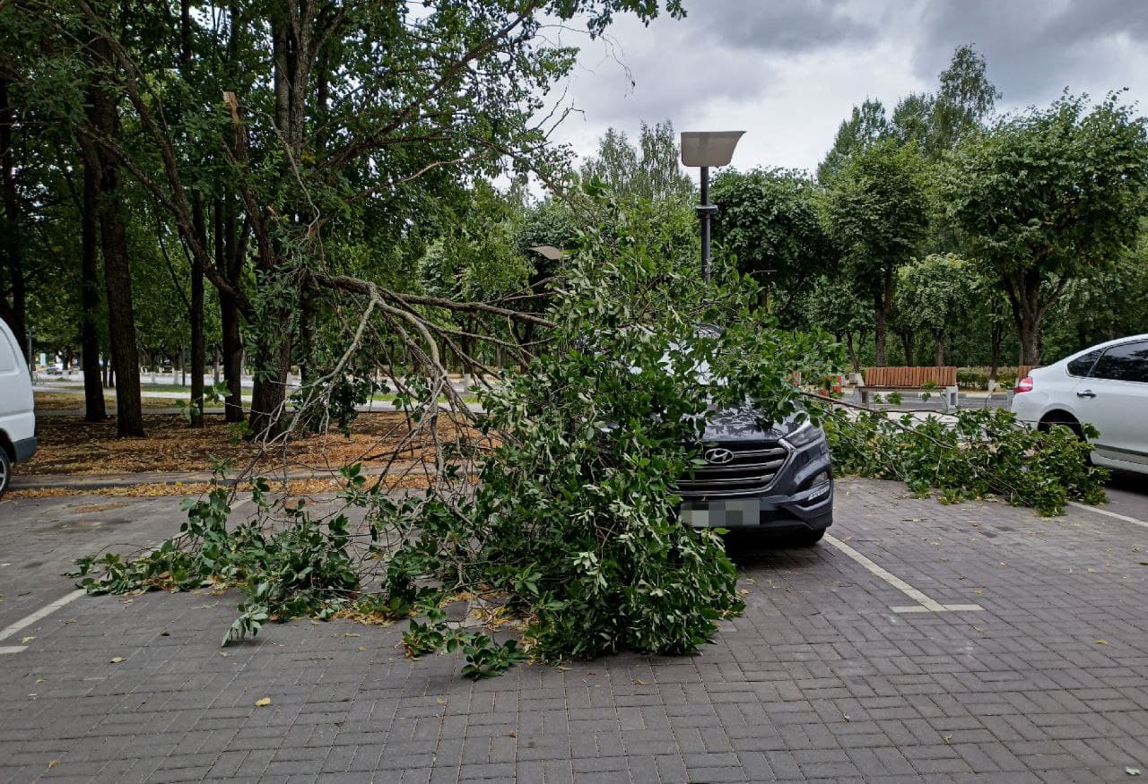 В Сосновом Бору сломанное дерево упало на машину
