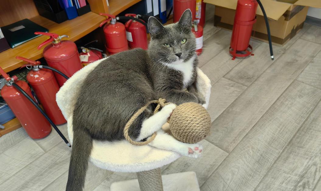 «Котопёс» ищет любящих хозяев кошечке из офиса