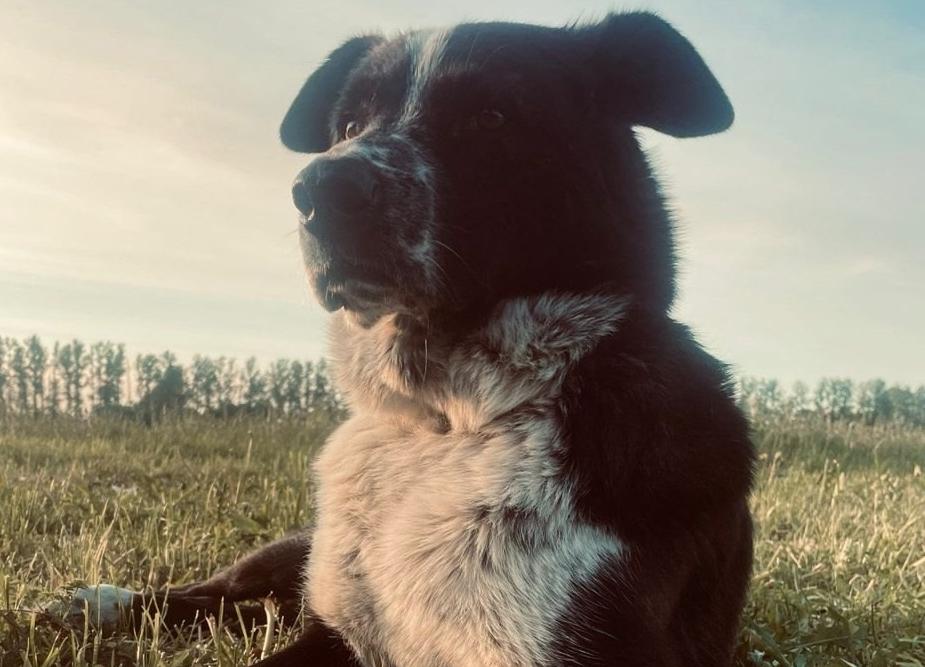 Судьба Пирата висит на волоске