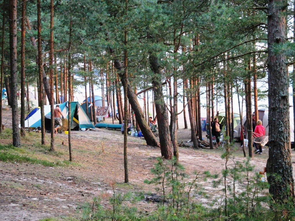 В Сосновом Бору прошли рейды по пляжу и в парке / Маяк. Сосновый Бор.  Ленобласть.