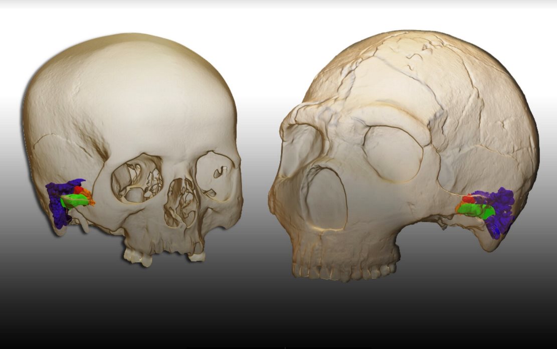 Доказано, что неандертальцы могли воспринимать и воспроизводить человеческую речь