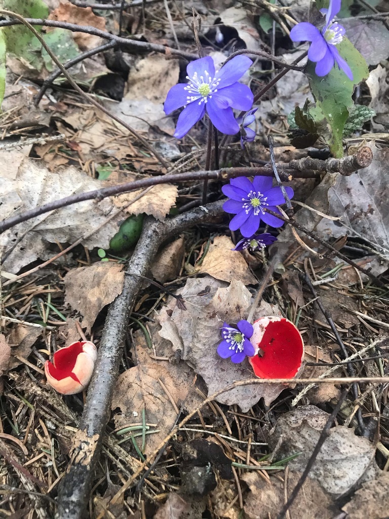 Апрельский лес в Ленобласти расцвел цветами и грибами