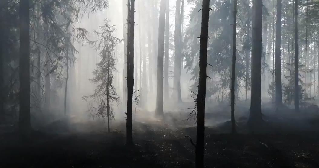В соседних с Сосновым Бором районах тлеет торфяная подложка