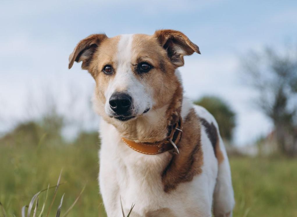 Фото РОО 'Котопес' г. Сосновый Бор ЛО/ВК