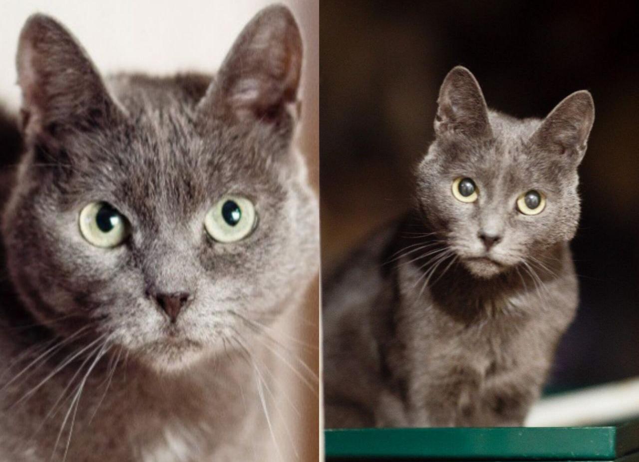 Гоша и Принцесса ищут своего спутника жизни