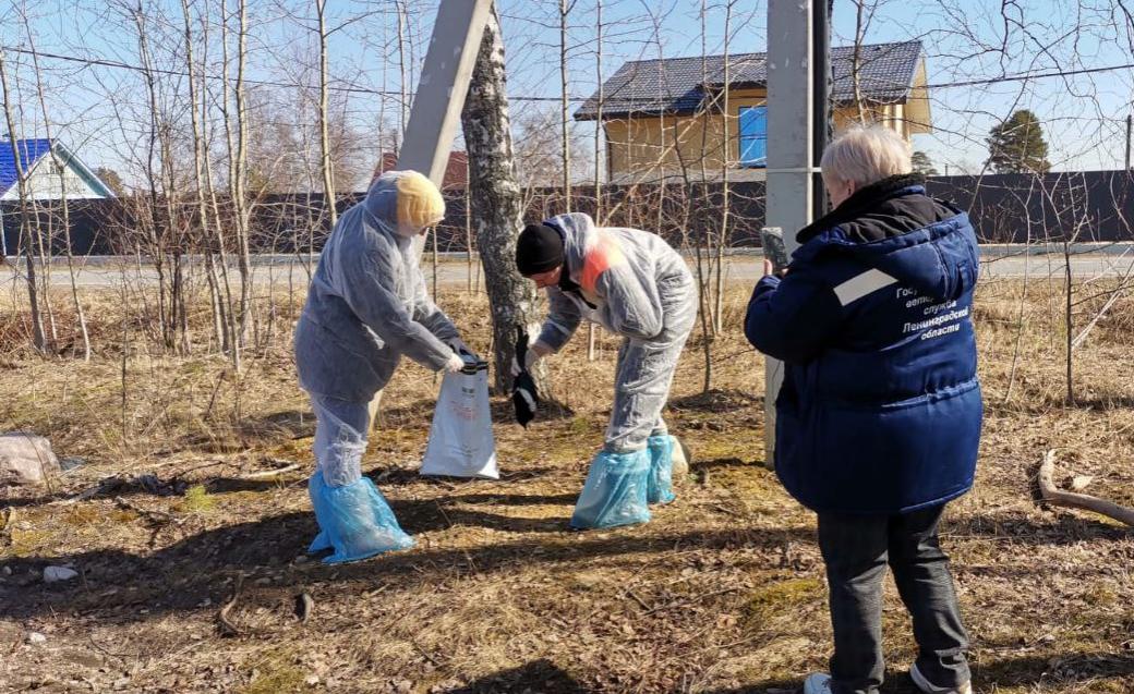 В Ручьях нашли погибших от неизвестной причины птиц Фото: Лариса Исаева