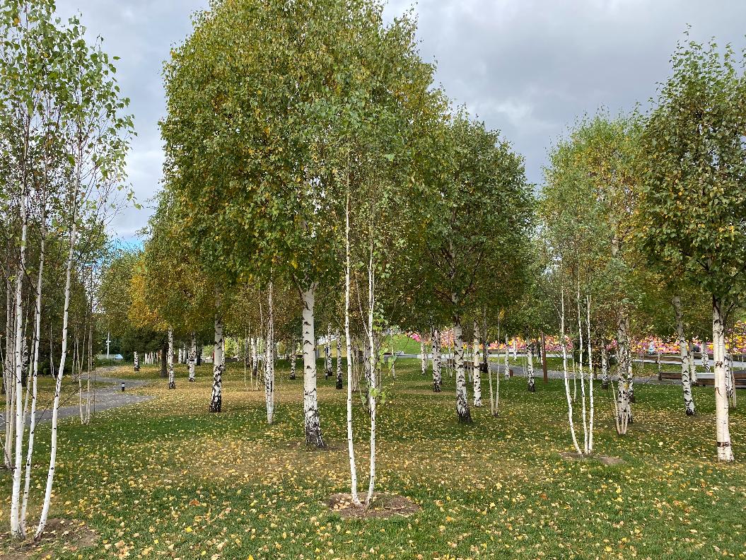 Фото: Анастасия Романова