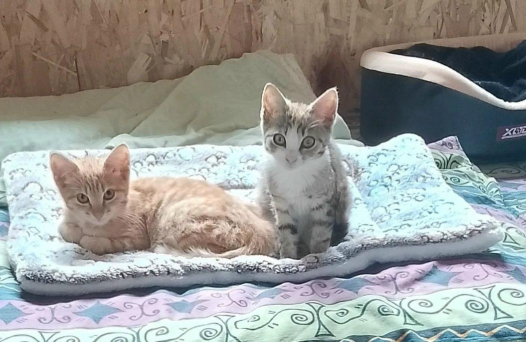 Рыжий котёнок и кошка-компаньон ищут своих хозяев