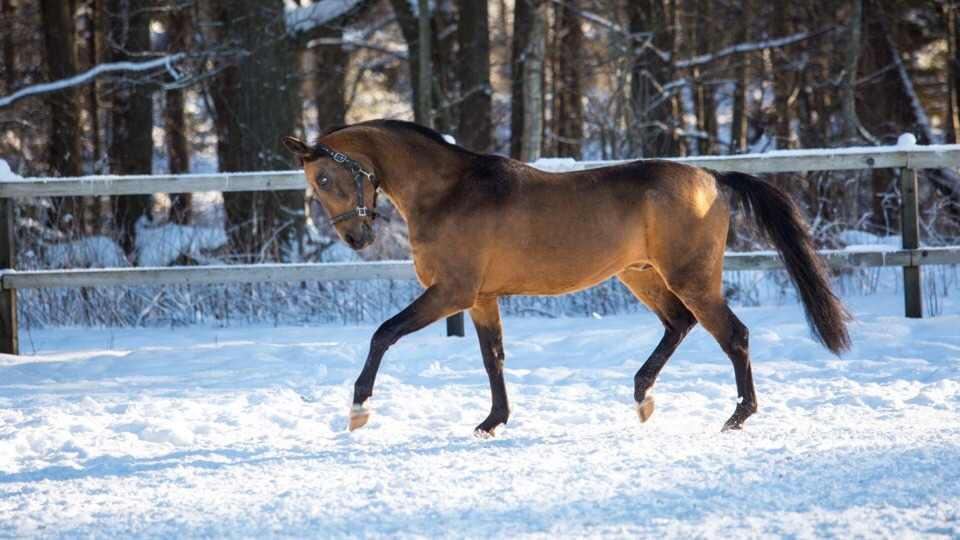 “Ими можно гордиться”: сосновоборские лошади стали одними из лучших на международной конной выставке
