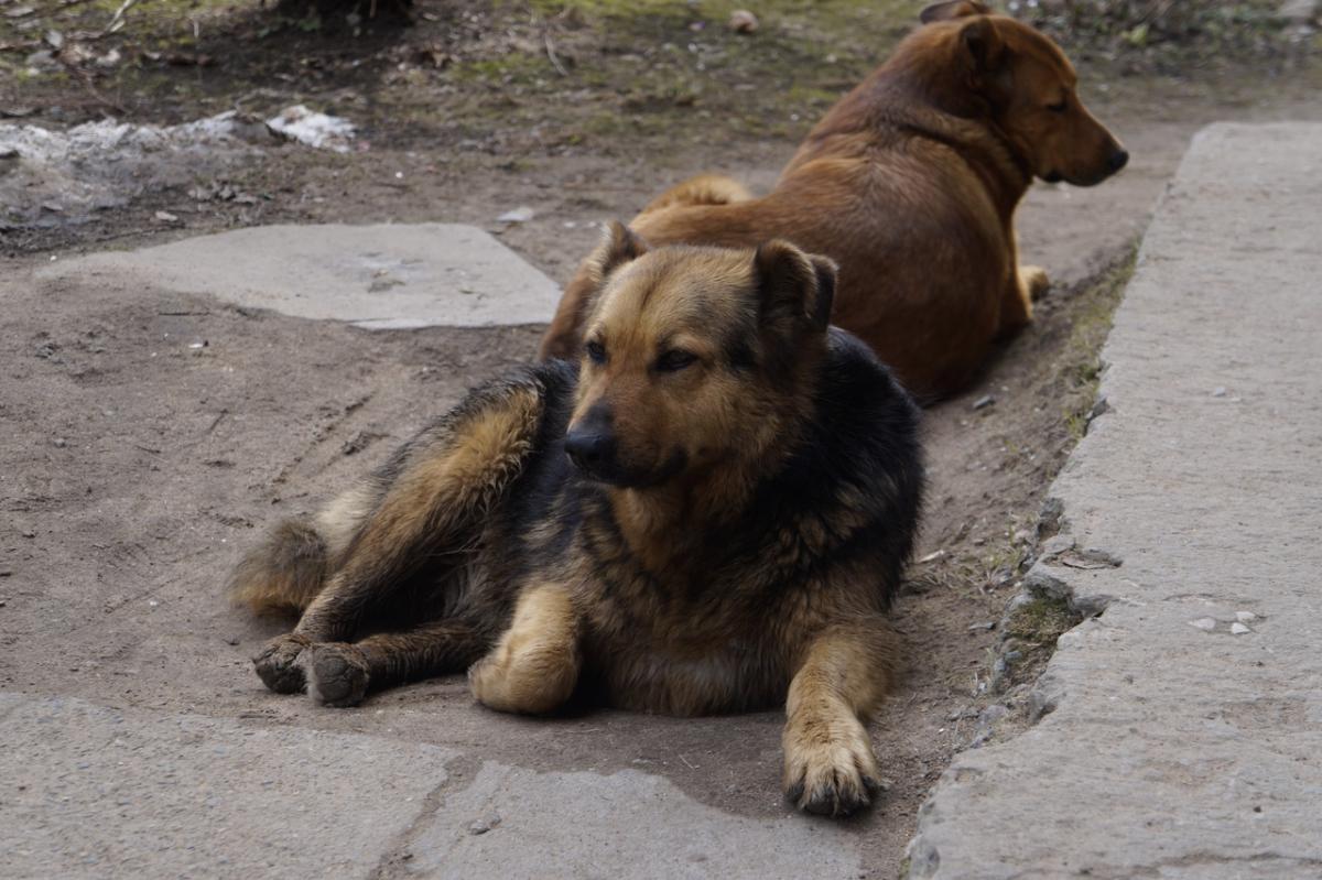 «Агрессивные, ходят стаей»: сосновоборцы снова жалуются на бездомных собак в городе