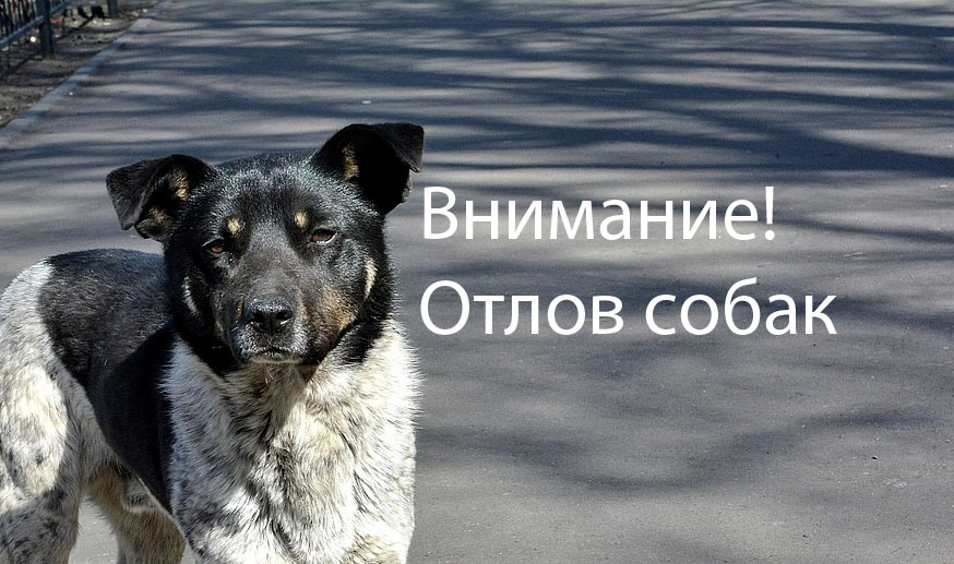 В Сосновом Бору начался первый в 2022 году отлов собак
