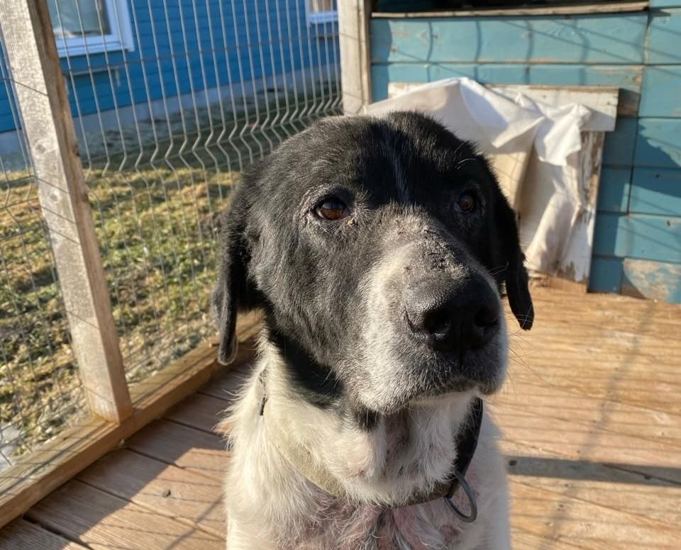 Пёс с человеческим взглядом ищет свою семью