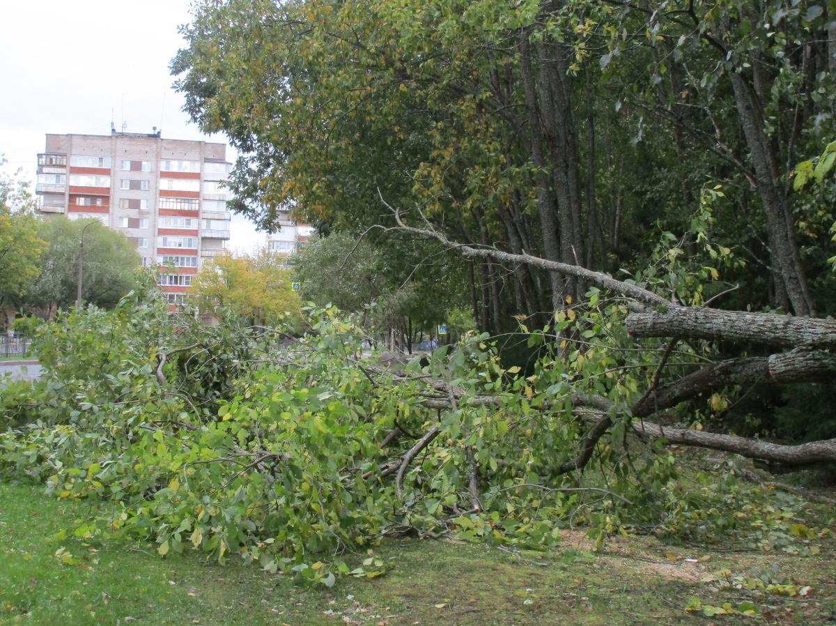 Ветровал: в выходные в Сосновом Бору деревья падали на машины из-за ветра /  Маяк. Сосновый Бор. Ленобласть.