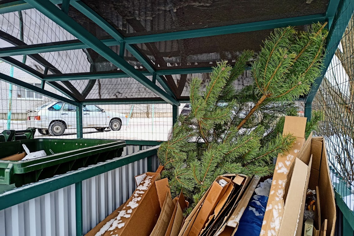 В Сосновом Бору новогоднюю елку можно будет сдать в переработку 23 января