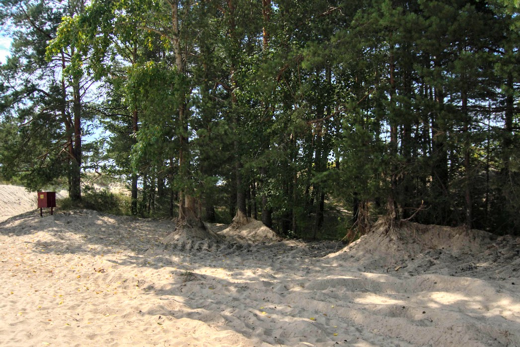 Приморский парк сосновый бор фото