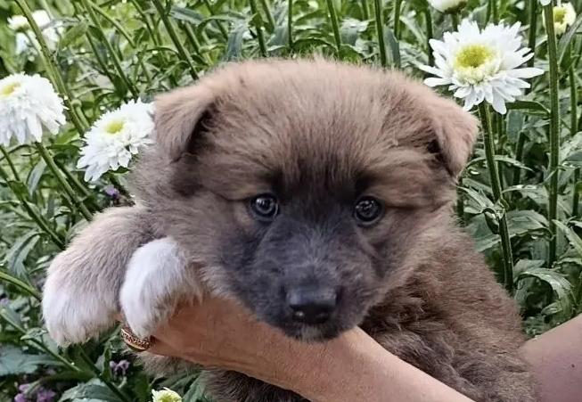 Забавные пушистые «мишки» ищут свой дом