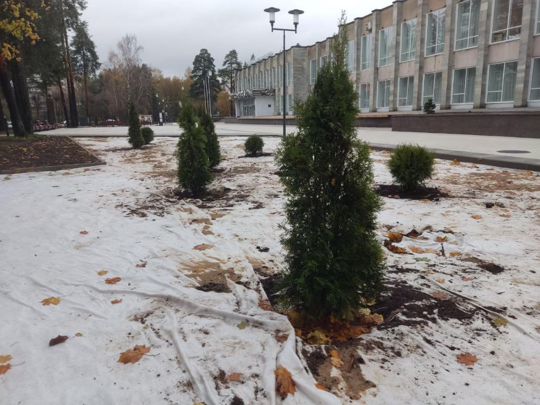 Туи, пузыреплодник, сирень и барбарис украсили улицу Солнечную | 01.11.2023  | Сосновый Бор - БезФормата