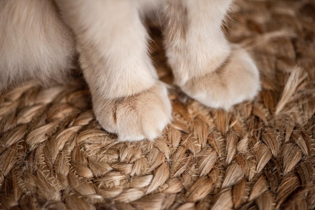 Зачем кошки делают хозяину массаж лапками
