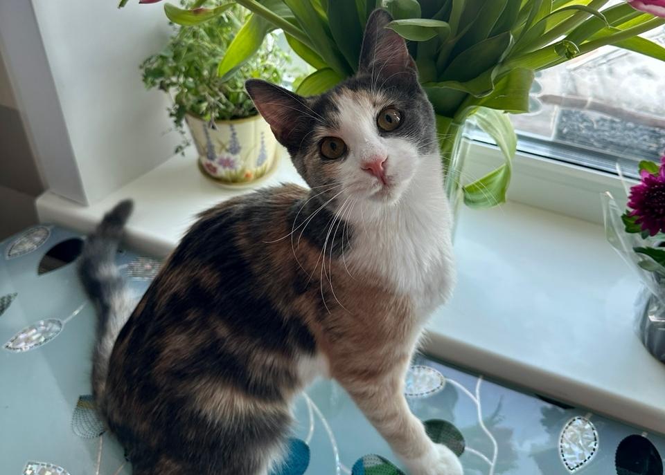 Алиса хочет быть любимицей в семье