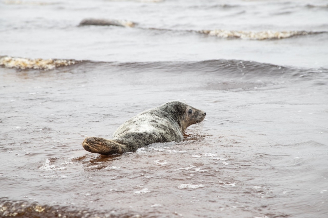Спасенного весной в Лебяжье тюленя выпустили в Финский залив
