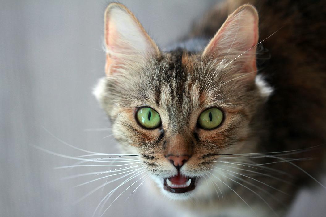 Почему кошки шипят в стрессовых ситуациях: секрет необычного звука