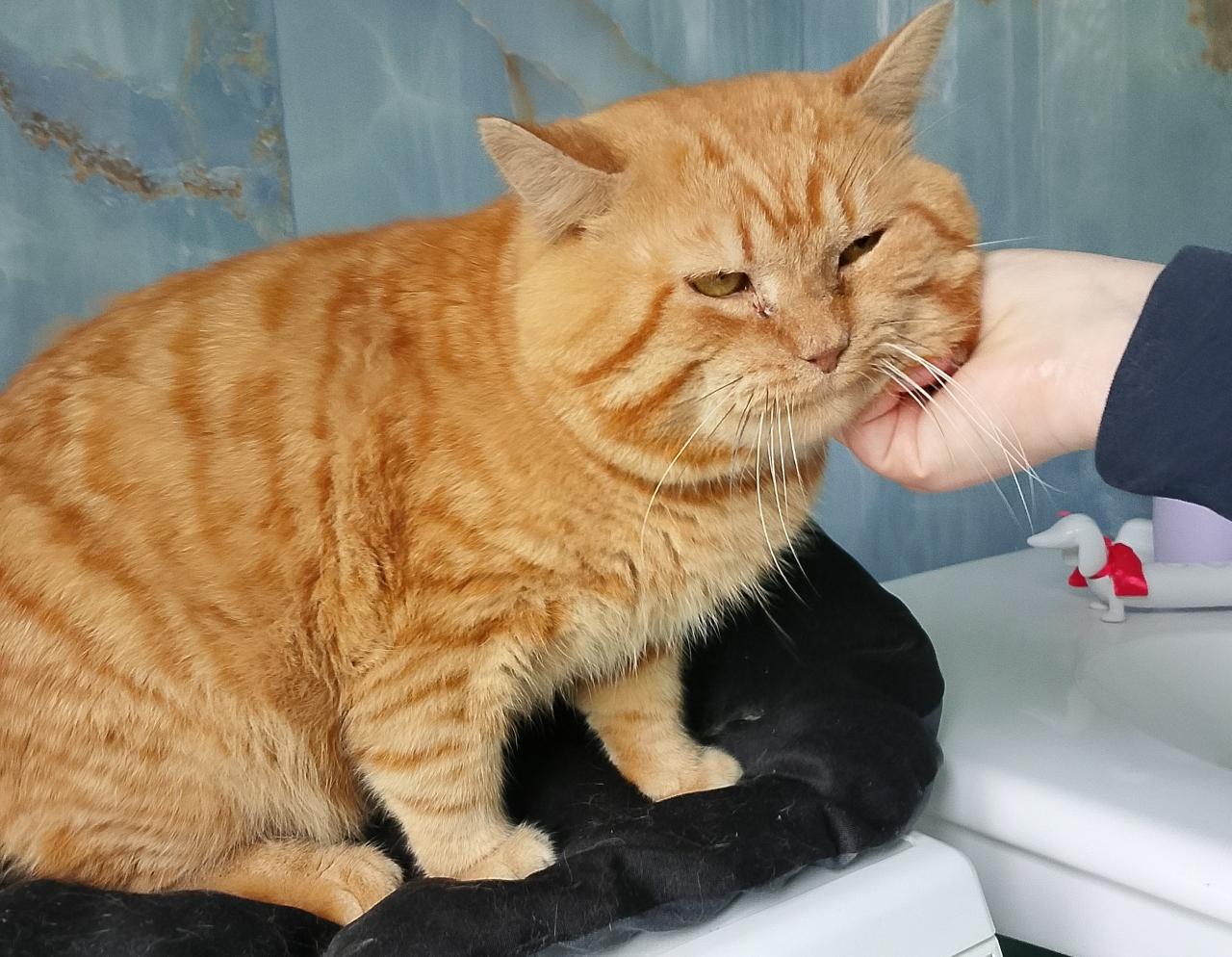 Кто спасет рыжего котика от одиночества и тоски?