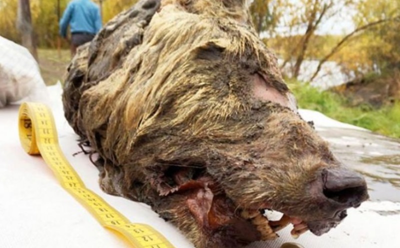 Почти полуметровую голову древнего волка нашли в вечной мерзлоте