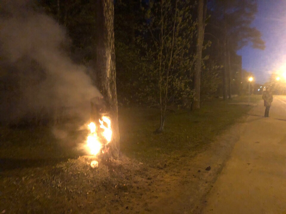 В ночь на 15 мая в Сосновом Бору горела сосна