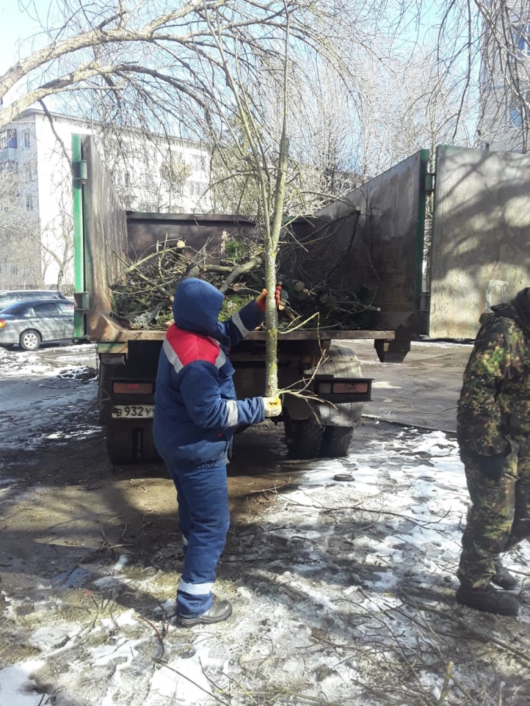 В Сосновом Бору ветер повалил три дерева